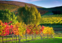 It’s time to visit California Wine Country NOW 